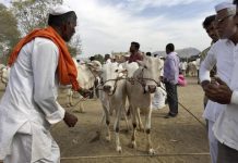 पशुधन विमा योजना शेतकर्यांसाठी फायदाची