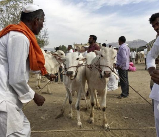 पशुधन विमा योजना शेतकर्यांसाठी फायदाची