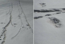 हिमालयात हिममानव?, भारतीय सैन्याकडून पाऊलखुणांचे फोटो प्रसिद्ध